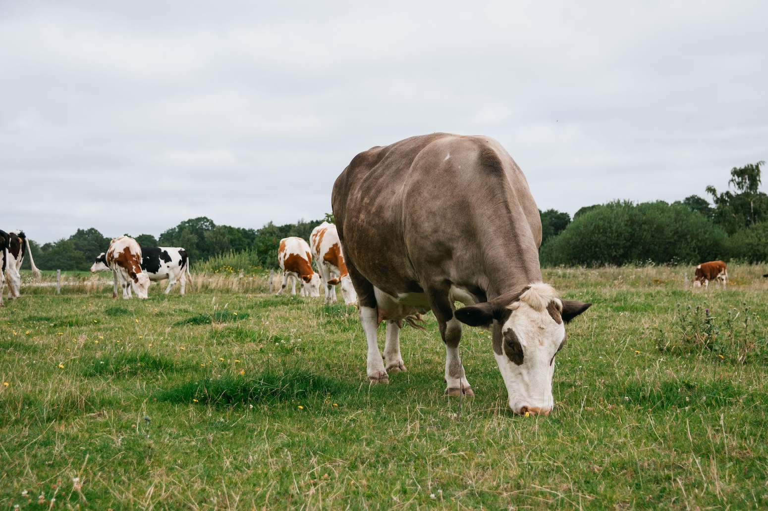 Q&A: How Denmark plans to tax agriculture emissions to meet climate goals